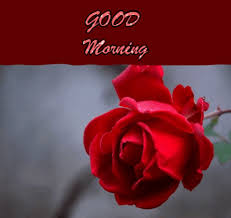 Top 60 Good Morning Gif Images Wishes Quotes It looks like two speech balloons.