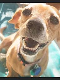 Pet adoption center opens in las vegas the animal foundation. Pin On Adopt Me
