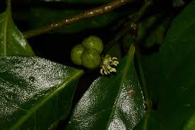 Image result for Suregada procera