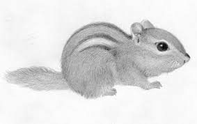 Maybe you would like to learn more about one of these? Chipmunk Spot Colors