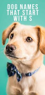 Home / female dog names starting with c. Dog Names That Start With S Ideas For Your New Dog