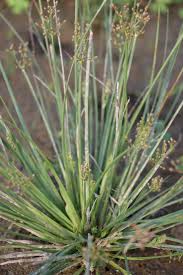 Image result for Fimbristylis