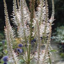 From the gardeners' blogs from rhs garden rosemoor / rhs. Veronicastrum Virginicum Diane Dorset Perennials