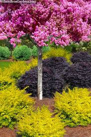 Image result for Ligustrum