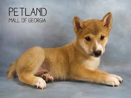 Illinois, also known as land of lincoln or the prairie state, was the 21st state to join the union as of december 3rd, 1818. Petland Has Sweet Puppies For Sale Petland Mall Of Georgia