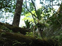 Image result for Cyrtorchis glaucifolia