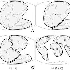 Image result for Lovoa swynnertonii