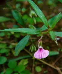 Image result for Afrohybanthus enneaspermus