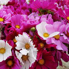 Cosmos Flower Texas Best Flower Wallpaper