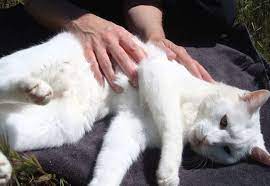 Massage For Cats Feline Wellness Online