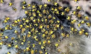 Usually found on low growing bushes and in hedgerows food: Clusters Of Terrifying Yellow Spiders Spotted Across The Uk Nature News Express Co Uk