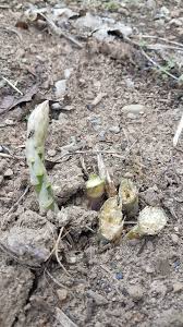 Image result for Asparagus petersianus