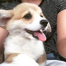 Pin By Maria Gallina Stein On Corgi Cute Dogs Cute Animals Cute Creatures