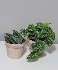 It's also called a silver vine because the satin leaves are speckled with a silver patterning which really does sparkle in bright conditions. Hi Guys Distinguishing Which One Is The Satin Pothos Vs Philodendron Silver A Lot Of You Are Asking Why Your Satin Pothos Are Not