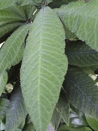 Image result for Myrsinaceae