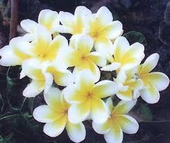 Plumeria Dwarf Siam Yellow Frangipani Fragrant Garden Greenhouse Plants
