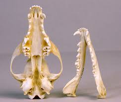 Animal Skull Id Using Teeth The Infinite Spider