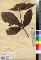 Image result for Rothmannia whitfieldii