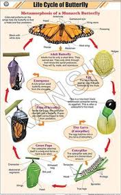 Life Cycle Of Butterfly For Zoology Chart