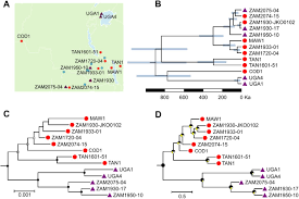 Image result for Alloteropsis angusta