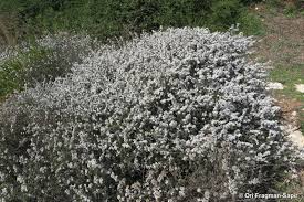 Image result for Eriocephalus