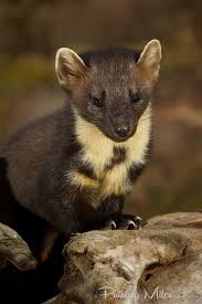 Martes Martes A K A Pine Marten Pine Marten Pet Birds Animals Wild
