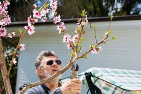 Check spelling or type a new query. Pruning A Peach Tree Learn How And When To Prune Back Peach Trees