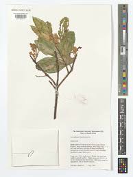 Image result for Brachylaena ilicifolia