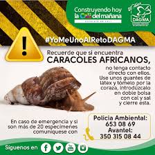Los cuidados de nuestra mascota el caracol gigante africano en un nuevo video de nuestra tienda de animales exóticos. Aprenda A Identificar Un Caracol Africano