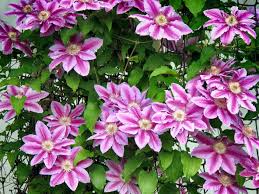 Our favorite purple annual flowers. Vines For Zone 9 Learn About Zone 9 Climbing Vines In Gardens