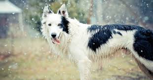Black And White Spotted Shepherd Dog Black And White Border Collie In Snow White Border Collie Border Collie Dogs And Puppies