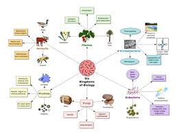 Six Kingdoms Of Biology Because I Spend Most Of My Life In