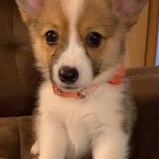 25 cute Pembroke Welsh Corgi puppies for sale in Conway, Arkansas