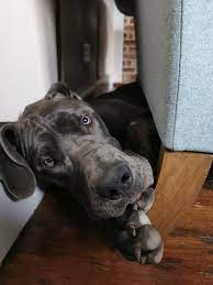 There are no international adoptions, yet. National Great Dane Rescue Uk Home Facebook