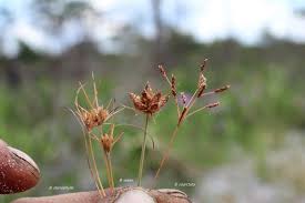Image result for Bulbostylis trabeculata