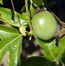 Image result for Passiflora edulis