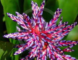 We did not find results for: Exotic Tropical Flower By Sergey Borisov Mostphotos