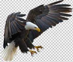 Bald Eagle Bird Tawny Eagle Golden Eagle Png Eagle Bird Bald Eagle Eagle Images