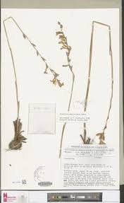 Image result for Gladiolus unguiculatus