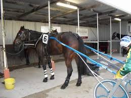 Four Lillies Harnessed Up And Ready To Race At Bendigo She Won Standardbred Racing Harness Racing Bay Horse