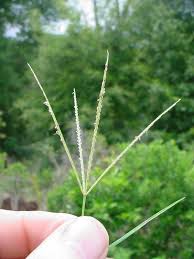 Image result for Cynodon dactylon