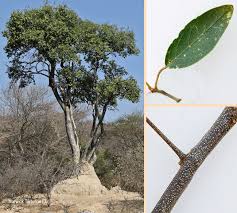 Image result for Maerua angolensis