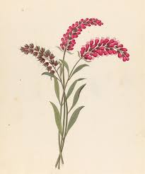 Image result for Cyphostemma obovato-oblongum