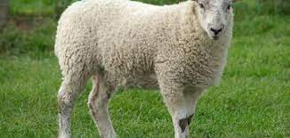 تفسير رؤية الخروف في المنام للأمام الصادق animals lamb