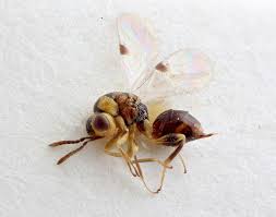 Checklist of British and Irish Hymenoptera