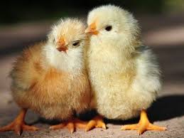 They are raised by us and also killed by us for our food. Animals Thechive Baby Chickens Cute Chickens Cute Baby Animals