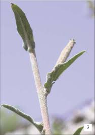 Image result for Oenothera indecora