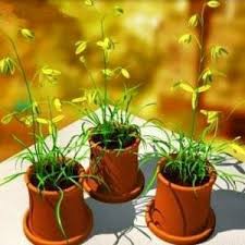 Image result for Stephania abyssinica