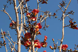 Image result for Fernandoa magnifica