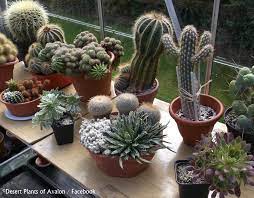 If they share the same demands for light, temperature and water, you can be sure that they're compatible. How To Re Pot An Established Cactus And Succulent Bowl Garden Youtube